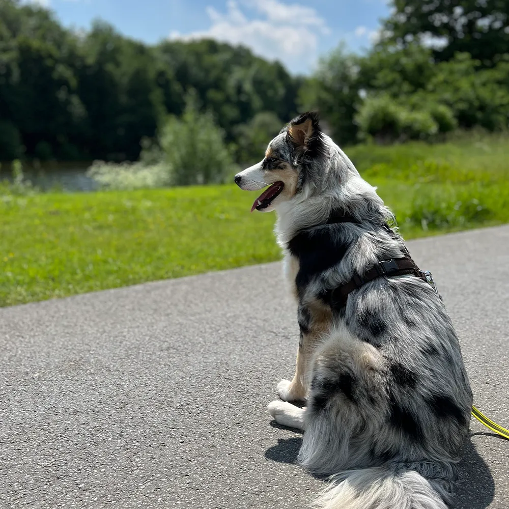 Systemische Beratung Walk and Talk mit Hund